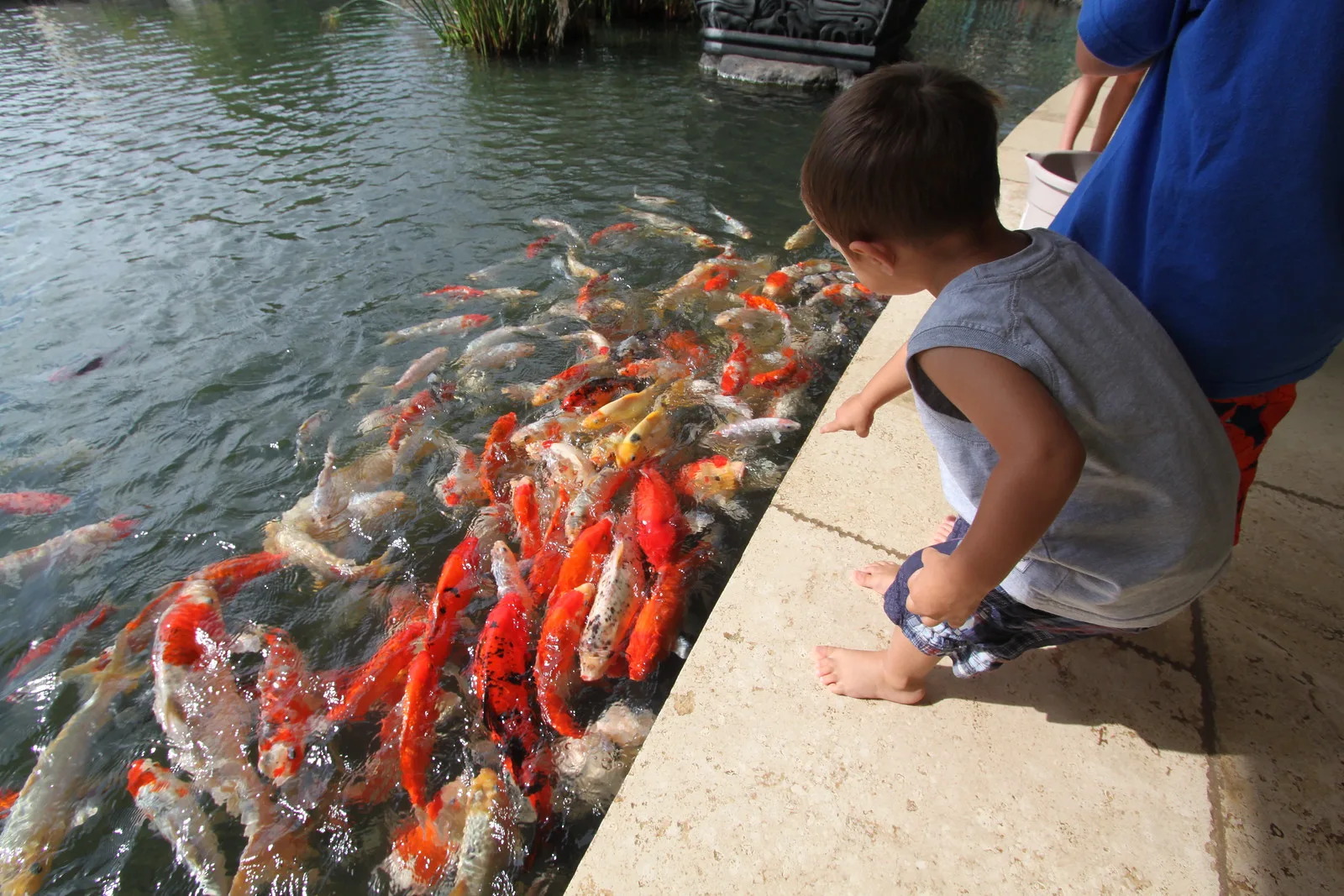 Choosing the Right Food for Your Koi Fish